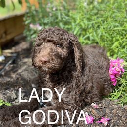 Goldendoodle Puppies from O’Doodle Clan Goldendoodles