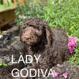 Goldendoodle Puppies from O’Doodle Clan Goldendoodles