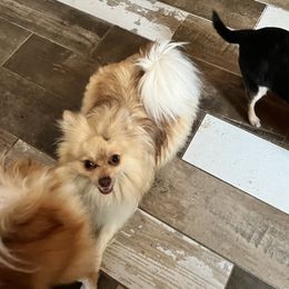 Priney - Pomeranian