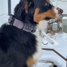 Indie - Australian Shepherd