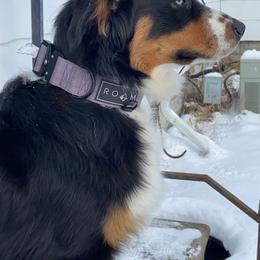 Indie - Australian Shepherd