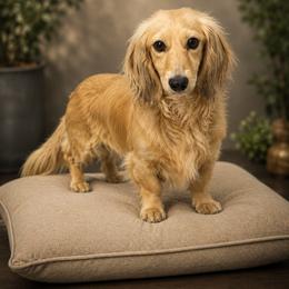 Liberty - Dachshund