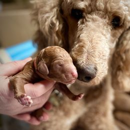 Poodles from Red Door Poodles