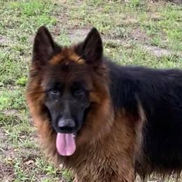 German Shepherds from Kolling Pharm German Shepherds