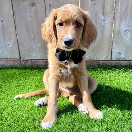 Donald - Apricot male Goldendoodle puppy in Carlsbad, California from Seaside Doodle Co.