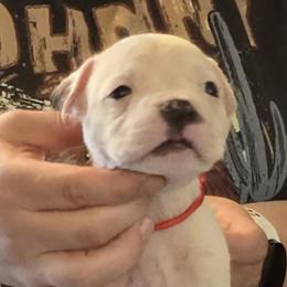 Jelly Roll - White male American Bulldog puppy in Three Rivers, Michigan from Jemms Kennels