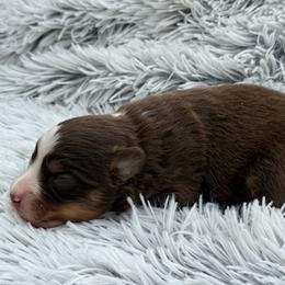 Buster - Red tri male Miniature Australian Shepherd puppy in Ambrose, Georgia from Brandilyn's Aussies