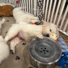 Golden Retriever Puppies from Suncoast Goldens