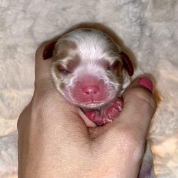 Cavalier King Charles Spaniel Puppies from Cassie’s Cavaliers