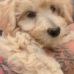 Macadamia - Cream female Labradoodle puppy in Somerset, California from Annie’s Animals