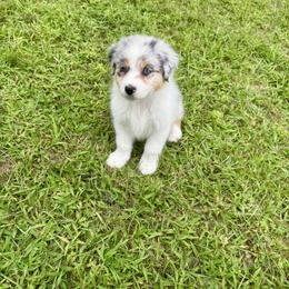 Epiphany - Blue merle female Australian Shepherd puppy in Ballston Lake, New York from Headstrong Australian Shepherds