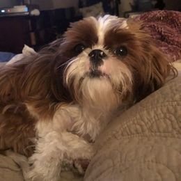 Scarlett Rose  - Shih Tzu