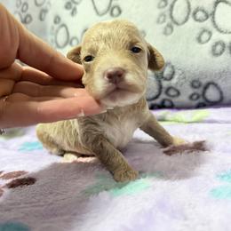 Willow - Buff female Cockapoo puppy in Clarks Summit, Pennsylvania from M&M Cockapoos