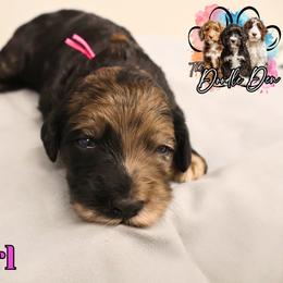 Pink Girl - Merle female Bernedoodle puppy in Enfield, Connecticut from Sweet Connecticut Doodles