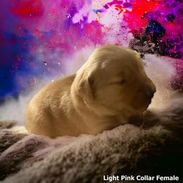 Golden Retriever Puppies from Studley Hill Goldens, LLC.
