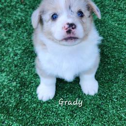 Grady - Brindle merle and white male American Corgi puppy in Concrete, Washington from Wigglebutts American Corgis