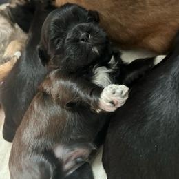 Boy 3 - Brindle and white male Shih Tzu puppy in Oregon, Ohio from Gogol Family Shih Tzus