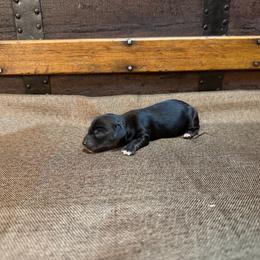 Cleo - Piebald female Dachshund puppy in Clifton, Idaho from Diamondline Doberman