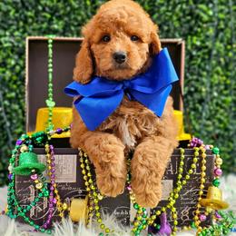Blossom's Blue Boy - Red  male Goldendoodle puppy in Kountze, Texas from Texas Doodles LLC