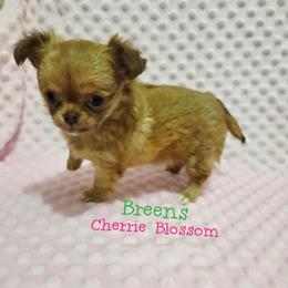 Cherry Blossom - Chocolate sabled fawn female Chihuahua puppy in Richmond, Virginia from Breens