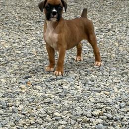 Jax - Fawn male Boxer puppy in Louisville, Kentucky from Nelson’s Fancy Frenchies and Bulldogs