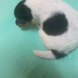 Girl I - White black and tan female Wire Fox Terrier puppy in Antioch, Illinois from Cavcor Foxies
