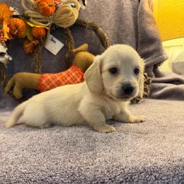 Humble (3500) - Cream male Dachshund puppy in Hensley, Arkansas from The Dachshund Barn