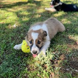 Boy 2 - Sable male Border Collie puppy in Oroville, California from Coalcyn Kennels