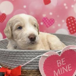 Cream Boy - Cream male Aussiedoodle puppy in Oklahoma City, Oklahoma from Royal Paw Aussiedoodles