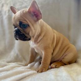 Tweetie - Fawn and white female French Bulldog puppy in Greeley, Colorado from Mandy Moon French Bulldogs