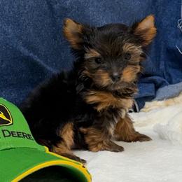 Henry TEACUP - Black and tan male Yorkshire Terrier puppy in Monticello, Iowa from Ashley’s Puppies