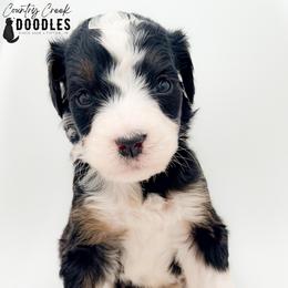 Breezy - Tri-color female Bernedoodle puppy in Tipton, Indiana from Country Creek Doodles