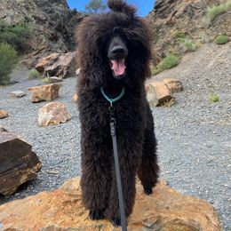 Lola - Poodle