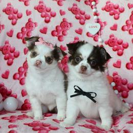 Chihuahua puppies from My Fuzzy Chihuahuas