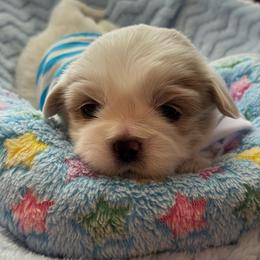 Maddox - White male Shih Tzu puppy in Etoile, Texas from Dollface Dollie’s Shih Tzus