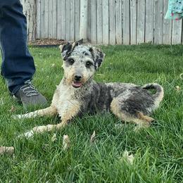 Aussiedoodle puppies from Draper Mountain Doodles