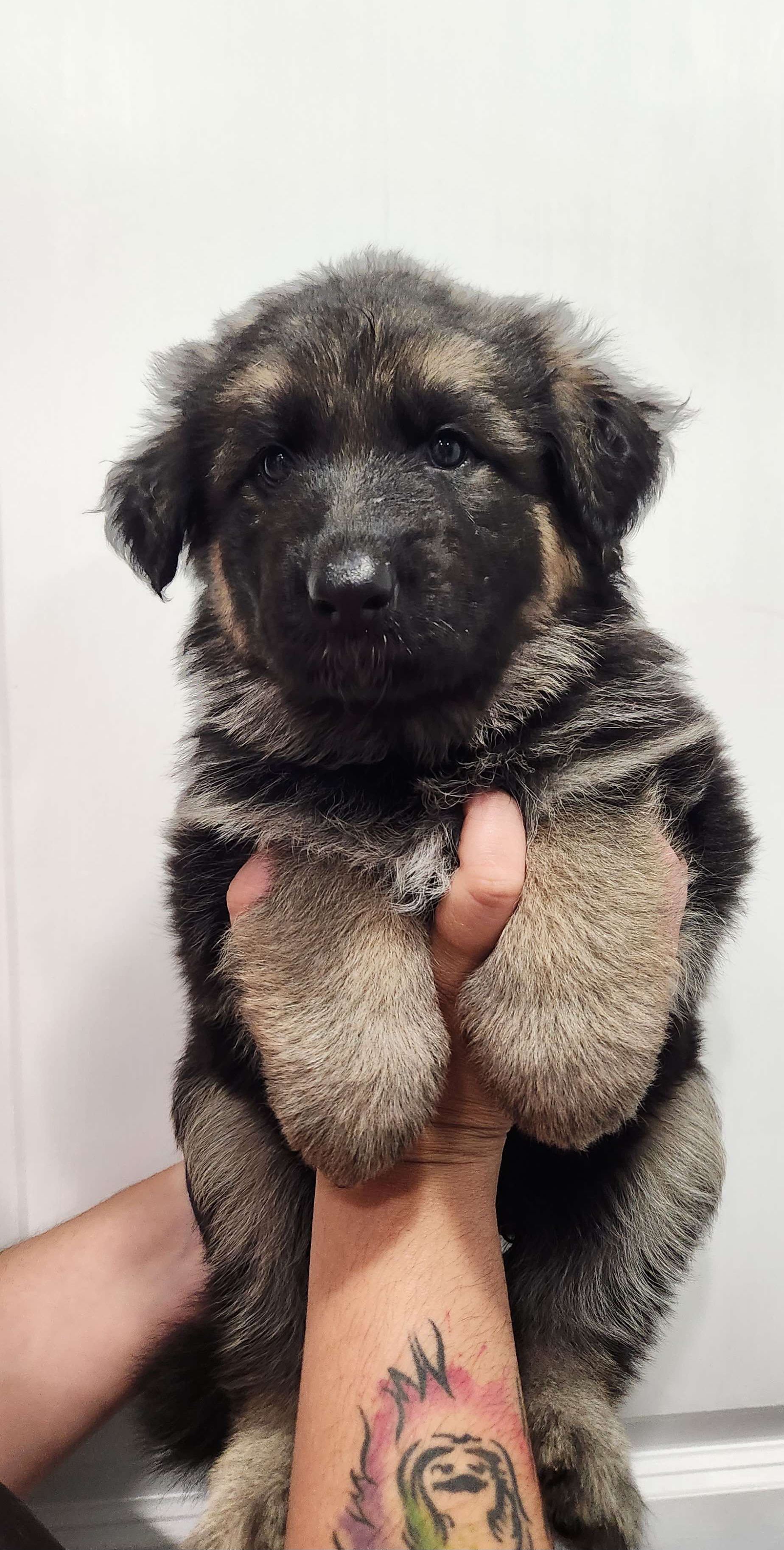 Girl 4 - Black and cream German Shepherd puppy in Ocala, Florida from Guardian Shepherds