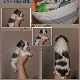 Reeses - Black and white male Shorkie puppy in Chattanooga, Tennessee from Passion Pups TN