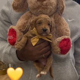 Poundcake - Red  female Goldendoodle puppy in Richmond, Texas from Harper’s Heartbeats