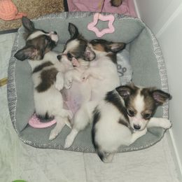Papillon Puppies from Rene's Papillon
