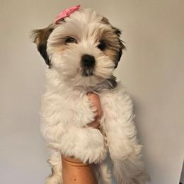 Biscuit - Black gold and white female Shorkie puppy in Chattanooga, Tennessee from Passion Pups TN