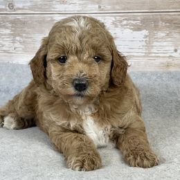 Cinnamon - Apricot female Goldendoodle puppy in Millersburg, Ohio from Ohio Puppy Paws