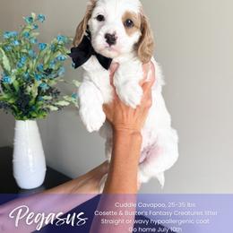 Pegasus - White male Cavapoo puppy in South Jordan, Utah from Wonderful World Doodles