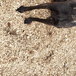 Dutch Shepherds from Island Shepherds