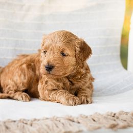 Cavapoo and Goldendoodle Puppies from BestieDoodles