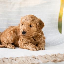 Cavapoo and Goldendoodle Puppies from BestieDoodles