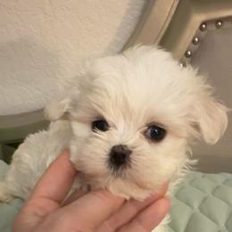Girl 2 - White female Maltese puppy in San Diego, Temecula, Ontario, California from Yorkie & Maltese Royalty