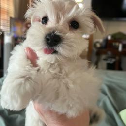 Akari - Parti male Miniature Schnauzer puppy in Norman, Oklahoma from Priscilla's Miniature Schnauzers