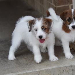 Ruby's girl - White and tan female Russell Terrier puppy in Middletown, Virginia from DBF Russell Terriers