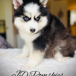 Pomsky Puppies from Oceanway Pomskies